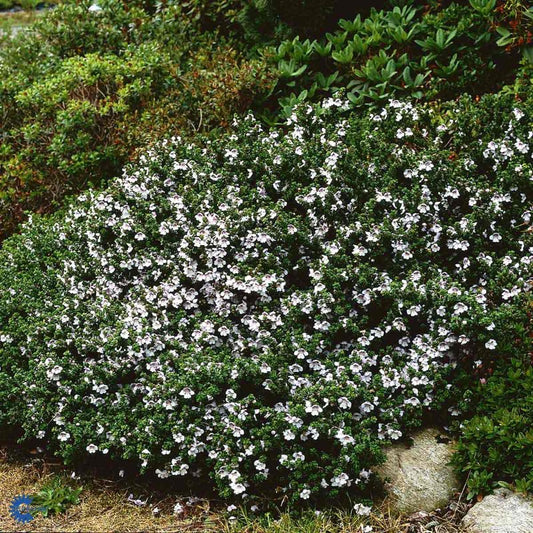 Bilde av Prostanthera cuneata 'Gimle'-Spanne Plantesalg