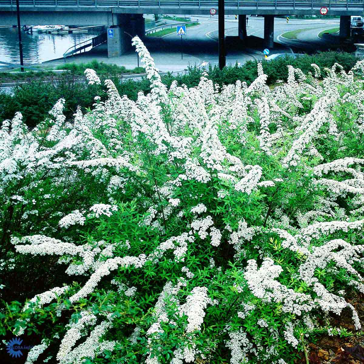 Bilde av Spiraea cinerea 'Grefsheim'-Spanne Plantesalg