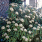 Bilde av Viburnum Rhytidophyllum-Spanne Plantesalg
