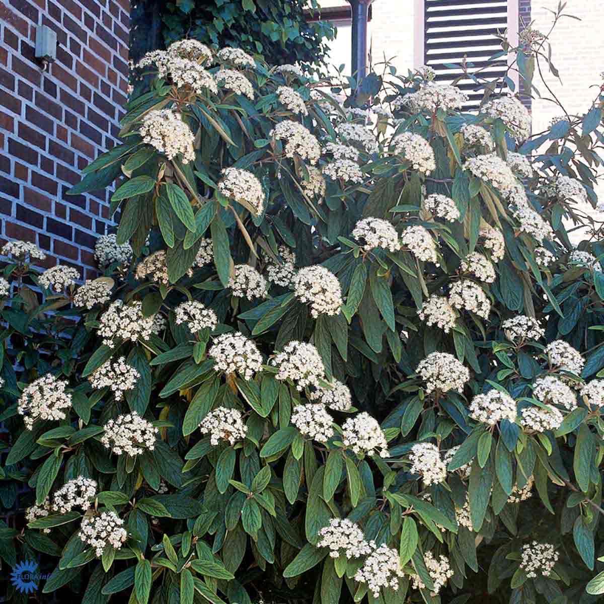 Bilde av Viburnum Rhytidophyllum-Spanne Plantesalg