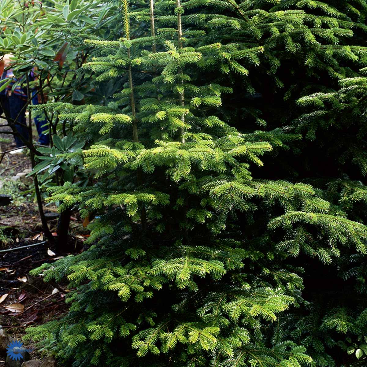 Bilde av Abies nordmanniana-Spanne Plantesalg