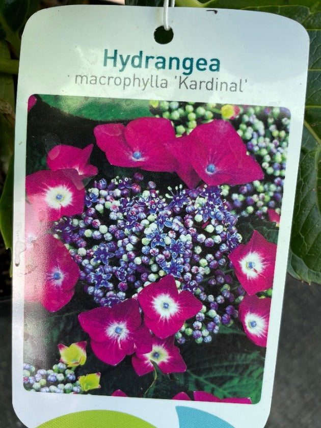 Bilde av Hydrangea m. Teller Red ('Rotkehlchen')-Spanne Plantesalg