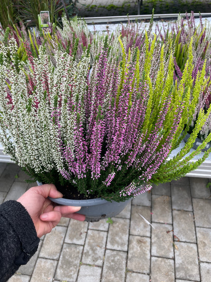 Calluna 5 sorter i skål