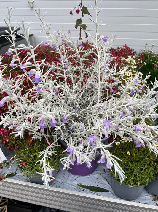 Bilde av EREMOPHILA NIVEA-Spanne Plantesalg