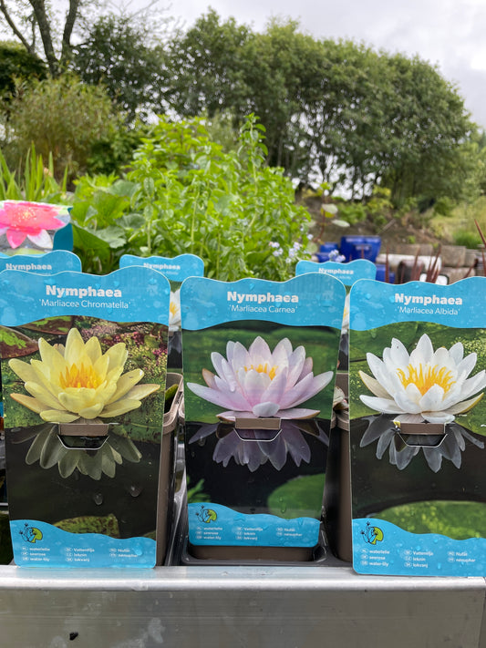 Bilde av Nymphaea mix-Spanne Plantesalg