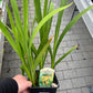 Bilde av Crocosmia x crocosmiiflora 'George Davidson'-Spanne Plantesalg