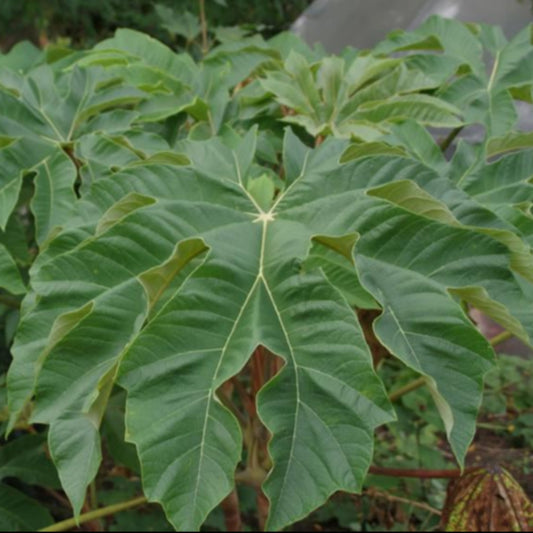 Bilde av Tetrapanax papyrifer 'Rex' 40-60cm-Spanne Plantesalg