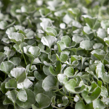 Bilde av Dichondra argentea Silver Surfer , 2 For 79,90-Spanne Plantesalg