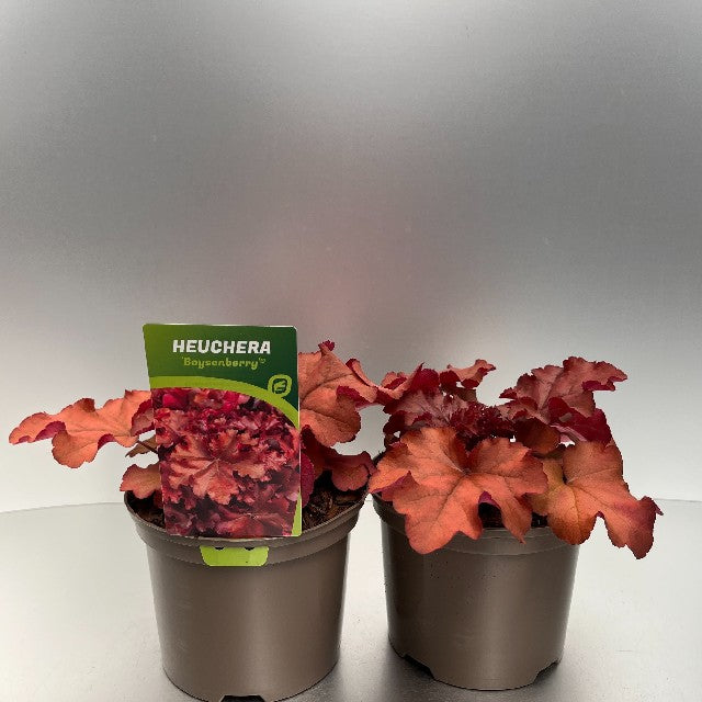 Bilde av Heuchera Boysenberry-Spanne Plantesalg