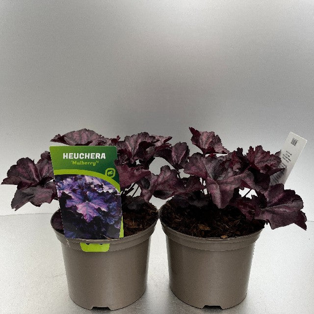 Bilde av Heuchera Mulberry-Spanne Plantesalg