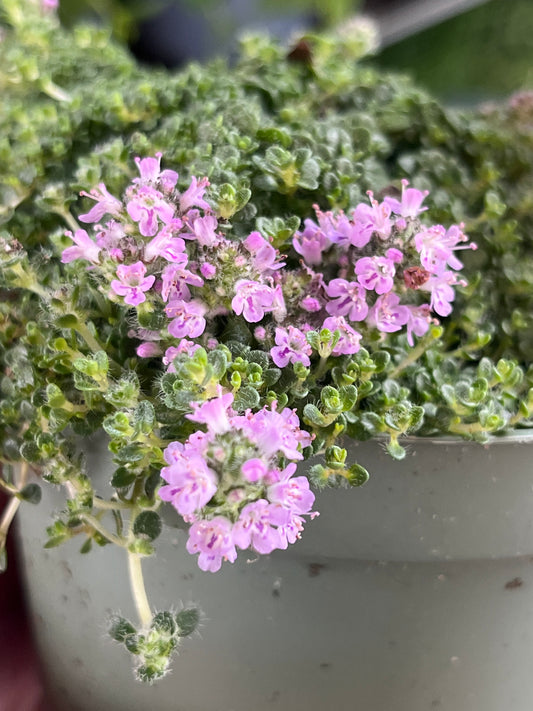 Bilde av Thymus praecox 'Minor'-Spanne Plantesalg