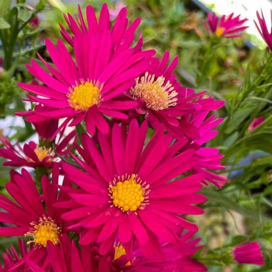 Bilde av Aster n.-b. 'Crimson Brocade'-Spanne Plantesalg