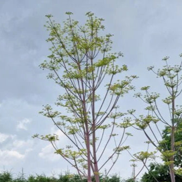 Bilde av Peucedanum verticillare-Spanne Plantesalg