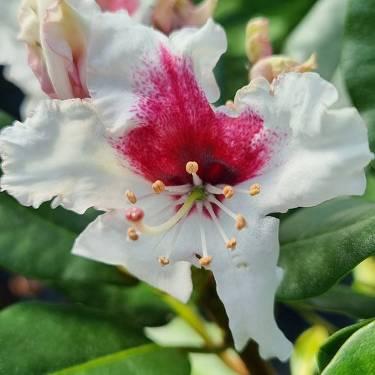 Bilde av Rhododendron Picobello-Spanne Plantesalg