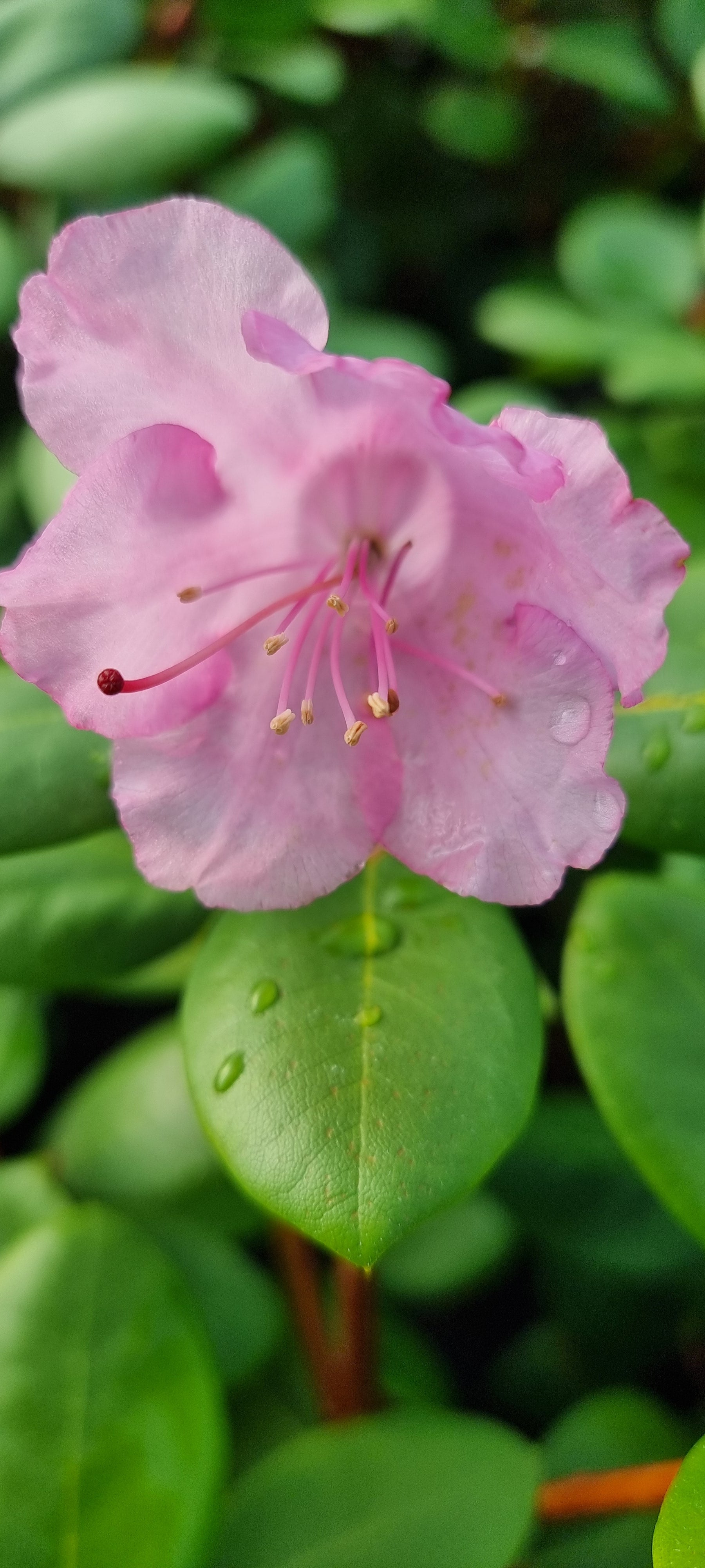 Bilde av Rhododendron Vater Bøhlje-Spanne Plantesalg