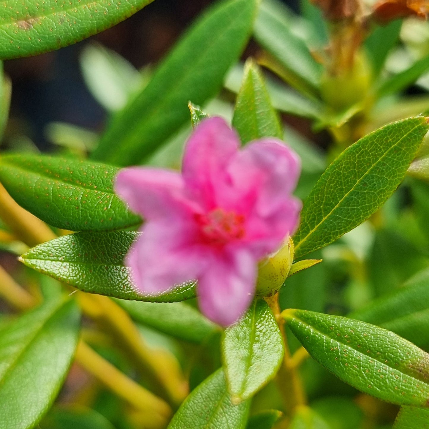 Bilde av Rhododendron intermedia-Spanne Plantesalg