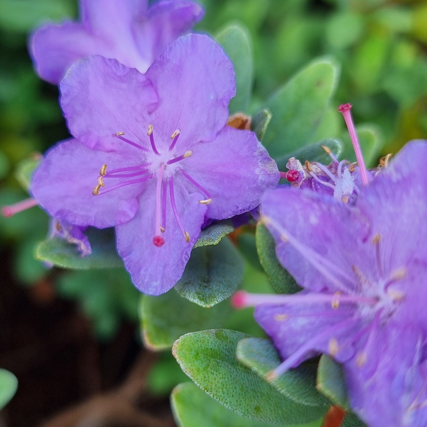 Bilde av Rhododendron Ramapo-Spanne Plantesalg