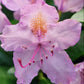 Bilde av Rhododendron Grandiflorum-Spanne Plantesalg