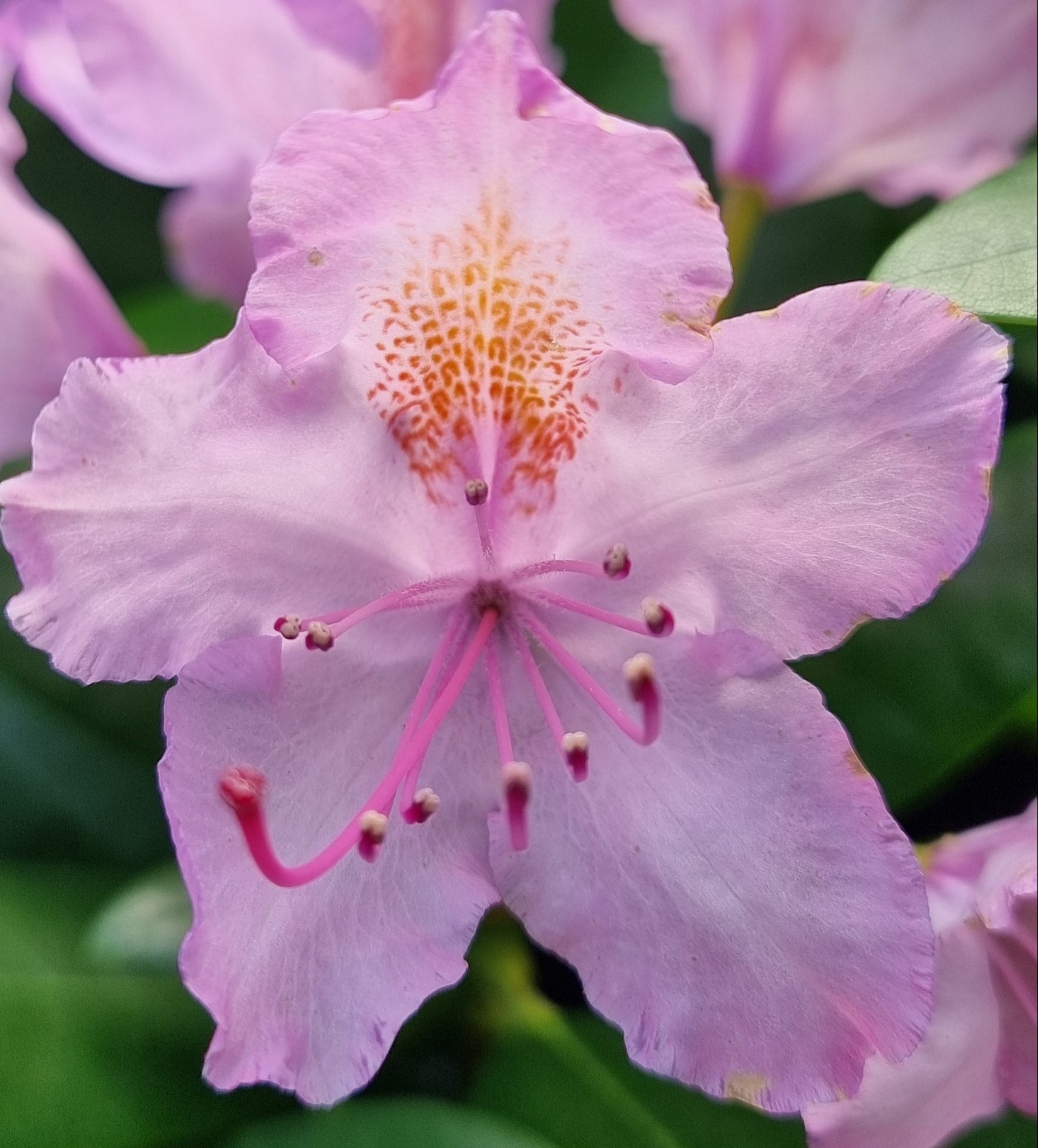 Bilde av Rhododendron Grandiflorum-Spanne Plantesalg