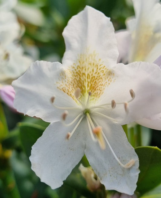 Bilde av Rhododendron Cunningham´s White-Spanne Plantesalg