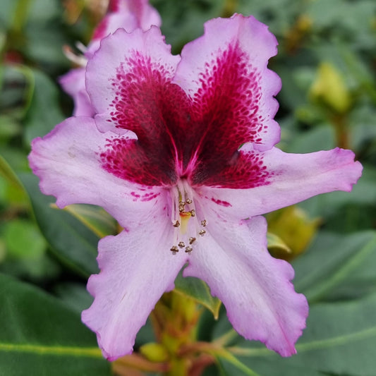 Bilde av Rhododendron Kabarett-Spanne Plantesalg