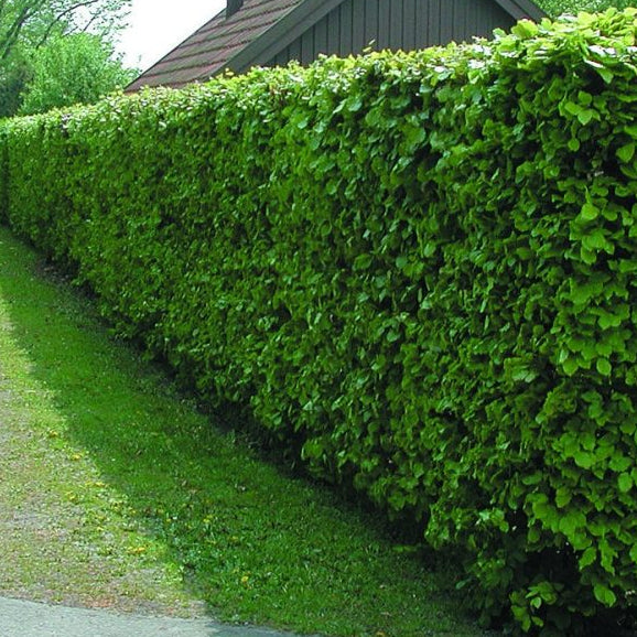 Bilde av Fagus Sylvatica-Spanne Plantesalg