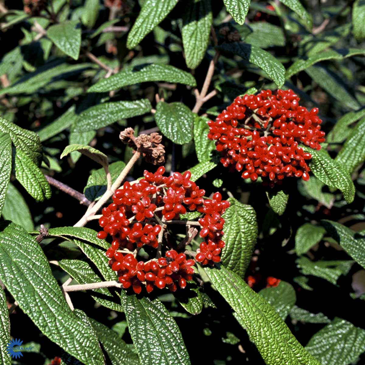 Bilde av Viburnum Rhytidophyllum-Spanne Plantesalg
