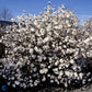 Bilde av Magnolia stellata 'Royal Star'-Spanne Plantesalg