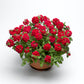 Bilde av Verbena Lanai® Up Scarlet, 2 For 79,90-Spanne Plantesalg