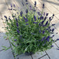 Bilde av Lavandula Hidcote-Spanne Plantesalg
