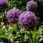 Bilde av Allium Globemaster-Spanne Plantesalg