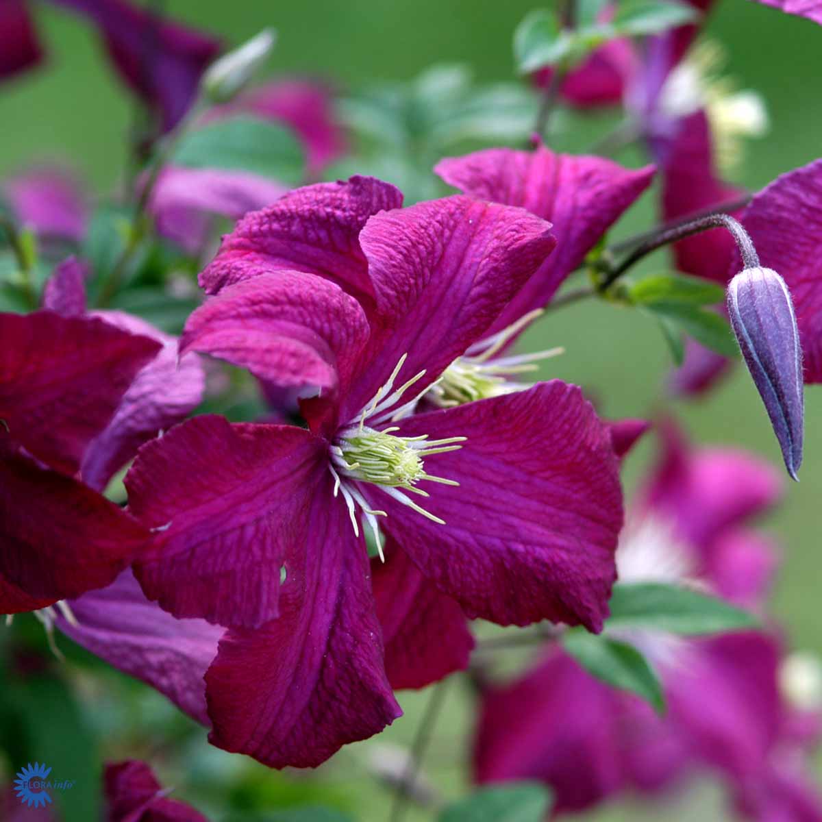 Bilde av Clematis vit. Madame Julia Correvon-Spanne Plantesalg