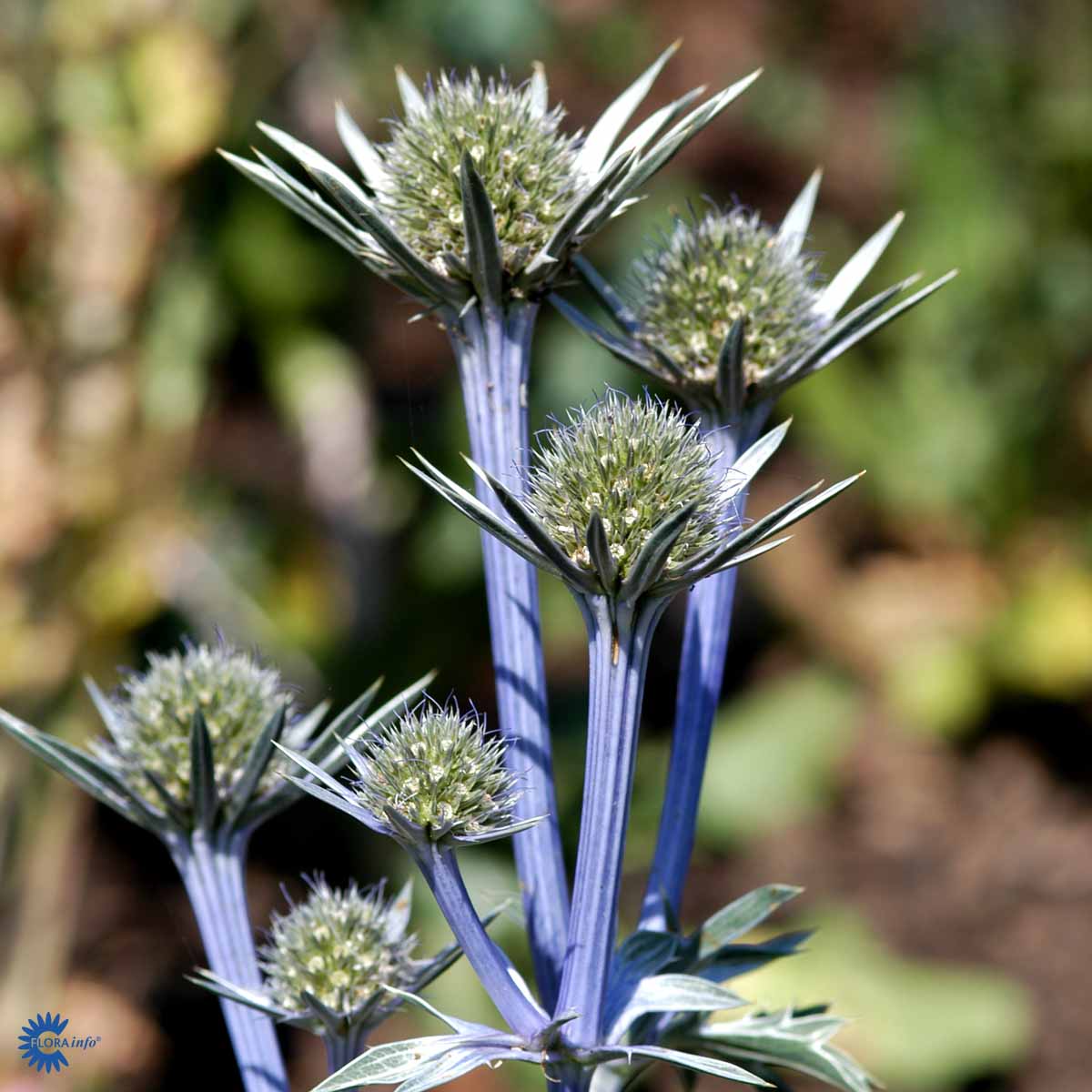 Bilde av Eryngium bourgatii-Spanne Plantesalg