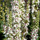 Bilde av Verbascum chaixii 'Album'-Spanne Plantesalg