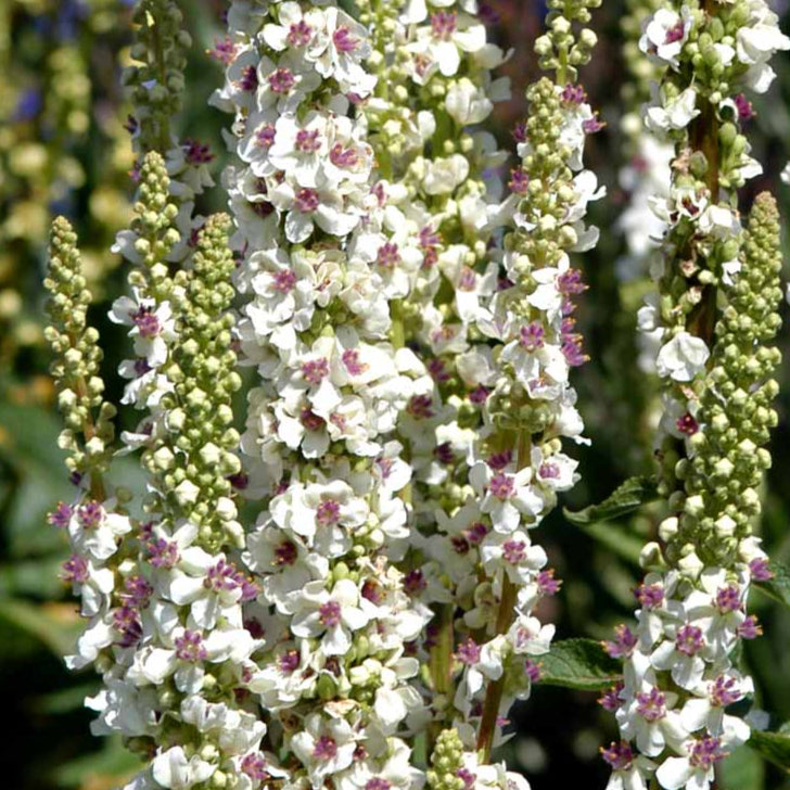 Bilde av Verbascum chaixii 'Album'-Spanne Plantesalg