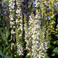 Bilde av Verbascum chaixii 'Album'-Spanne Plantesalg