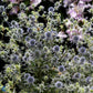 Bilde av Eryngium planum-Spanne Plantesalg