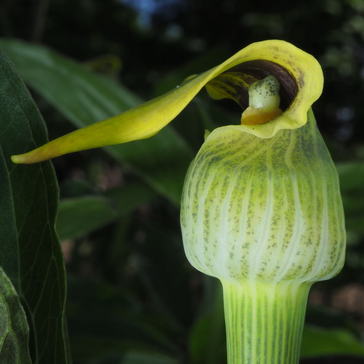 Bilde av Arisaema flavum abbreviatum-Spanne Plantesalg