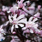 Bilde av Magnolia loebneri 'Leonard Messel'-Spanne Plantesalg