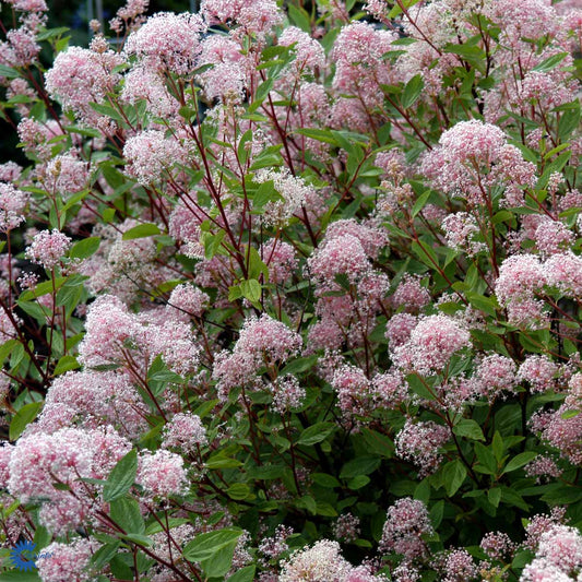 Bilde av Ceanothus pallidus 'Marie Simon'-Spanne Plantesalg