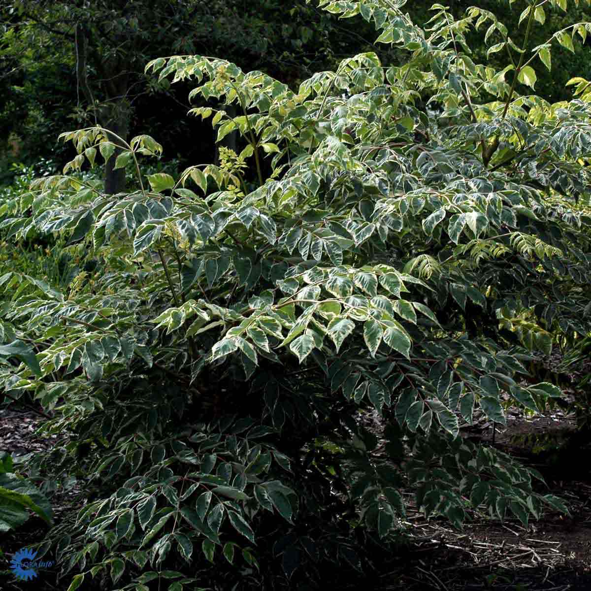 Bilde av Aralia elata 'Variegata'-Spanne Plantesalg