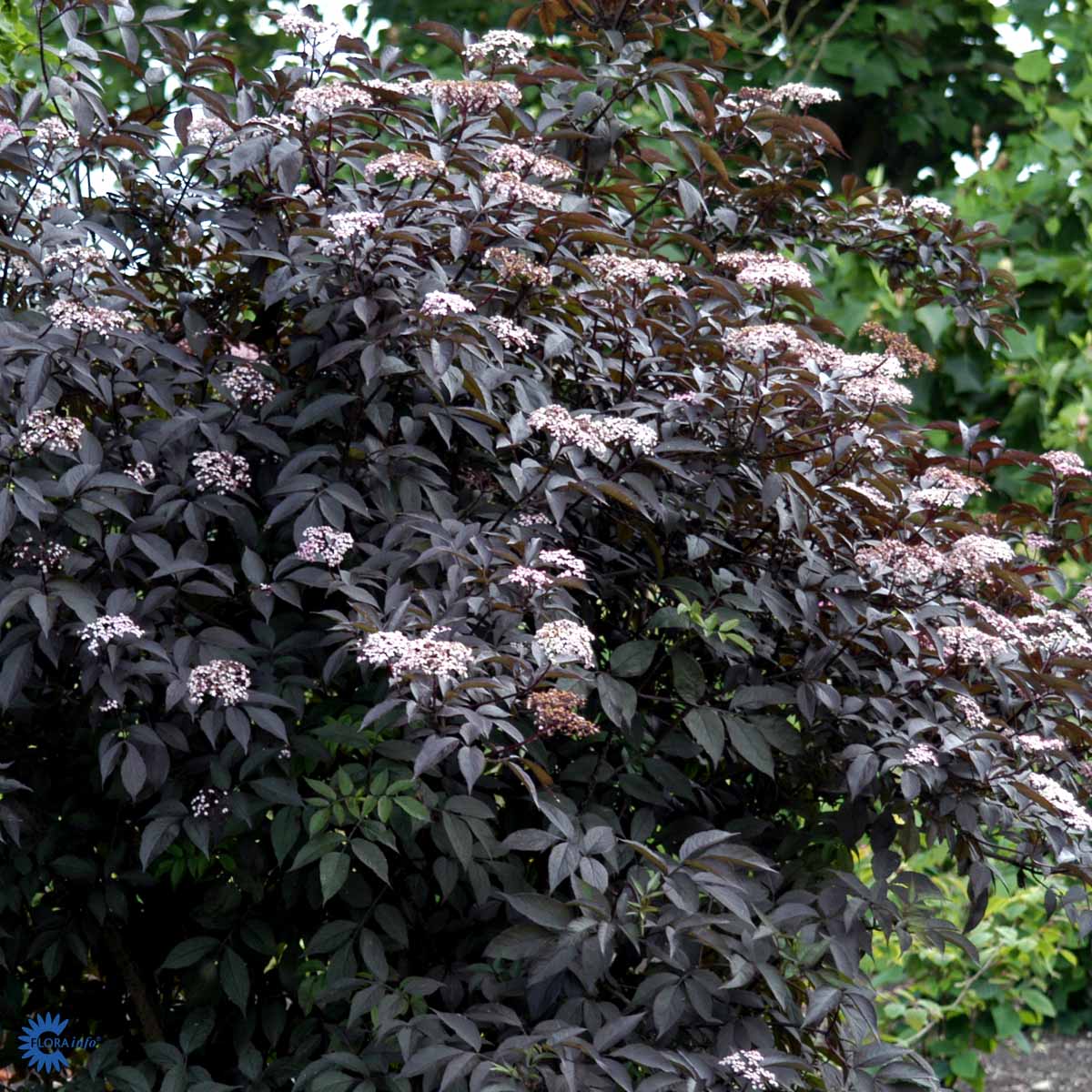 Bilde av Sambucus Nigra Black Beauty©-Spanne Plantesalg