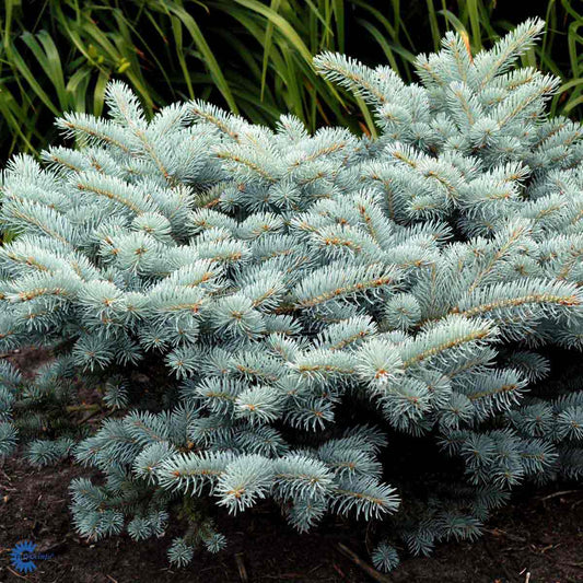 Bilde av Picea pungens 'Glauca Globosa' C5-Spanne Plantesalg