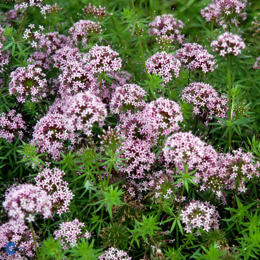 Bilde av Phuopsis stylosa-Spanne Plantesalg