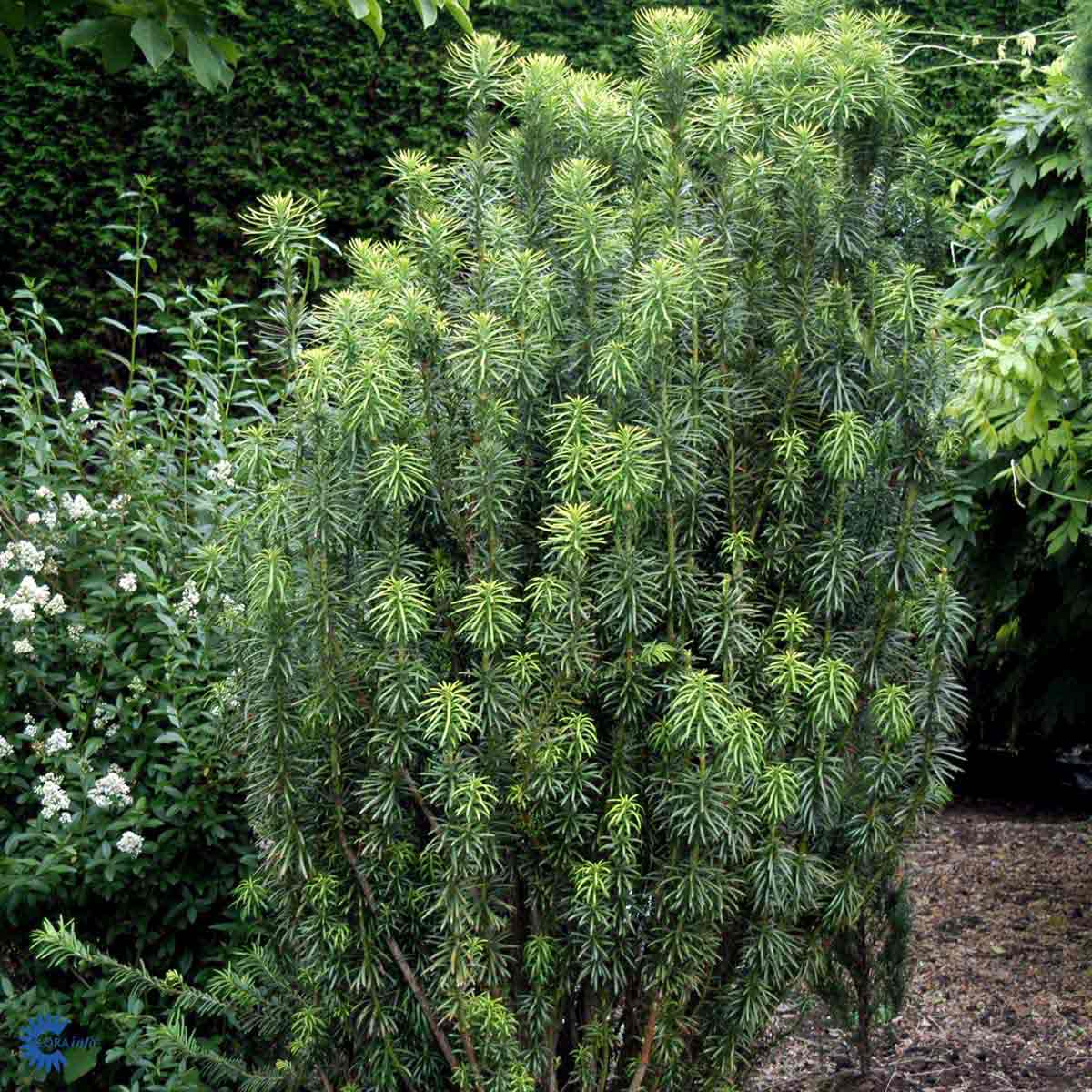 Bilde av Cephalotaxus h. 'Fastigiata'-Spanne Plantesalg