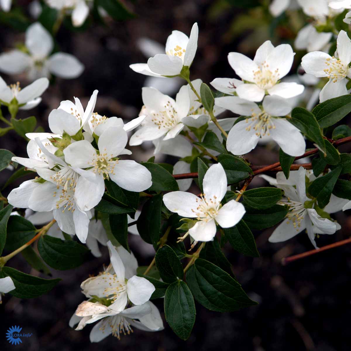 Bilde av Philadelphus 'Lemoinei'-Spanne Plantesalg