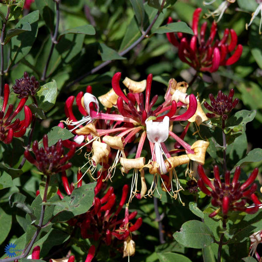 Bilde av Lonicera per. Serotina-Spanne Plantesalg