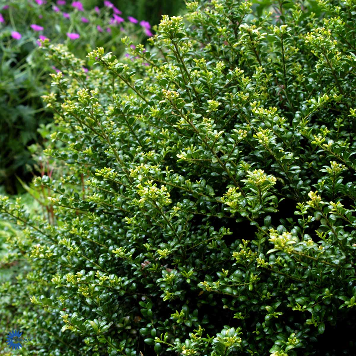 Bilde av Ilex crenata 'Convexa'-Spanne Plantesalg