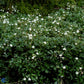 Bilde av Potentilla tridentata 'Nuuk'-Spanne Plantesalg