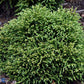 Bilde av Cryptomeria japonica 'Little Champion'-Spanne Plantesalg